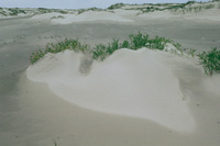 embyronale duinen