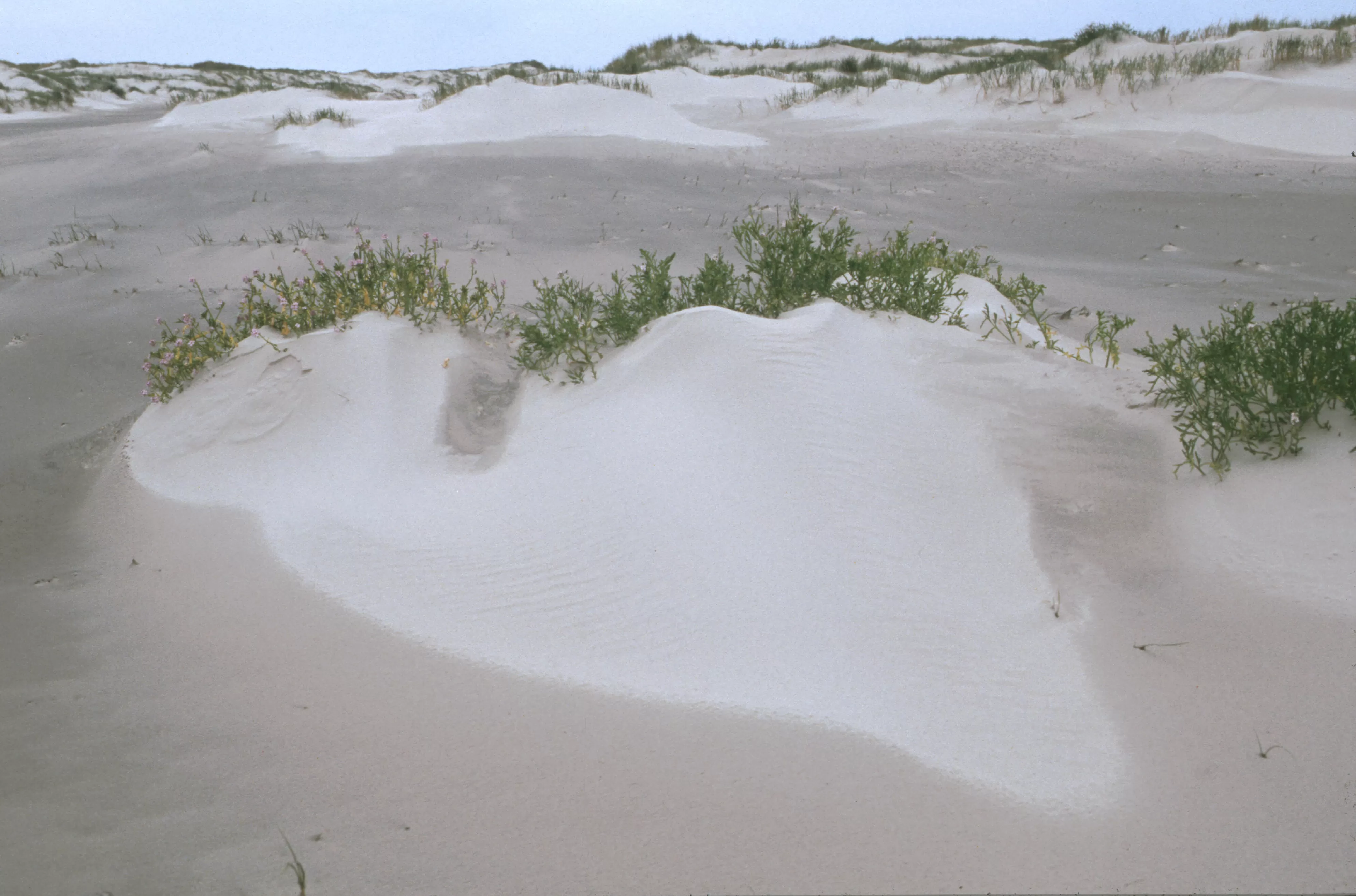 Embryonale duinen_Loffler
