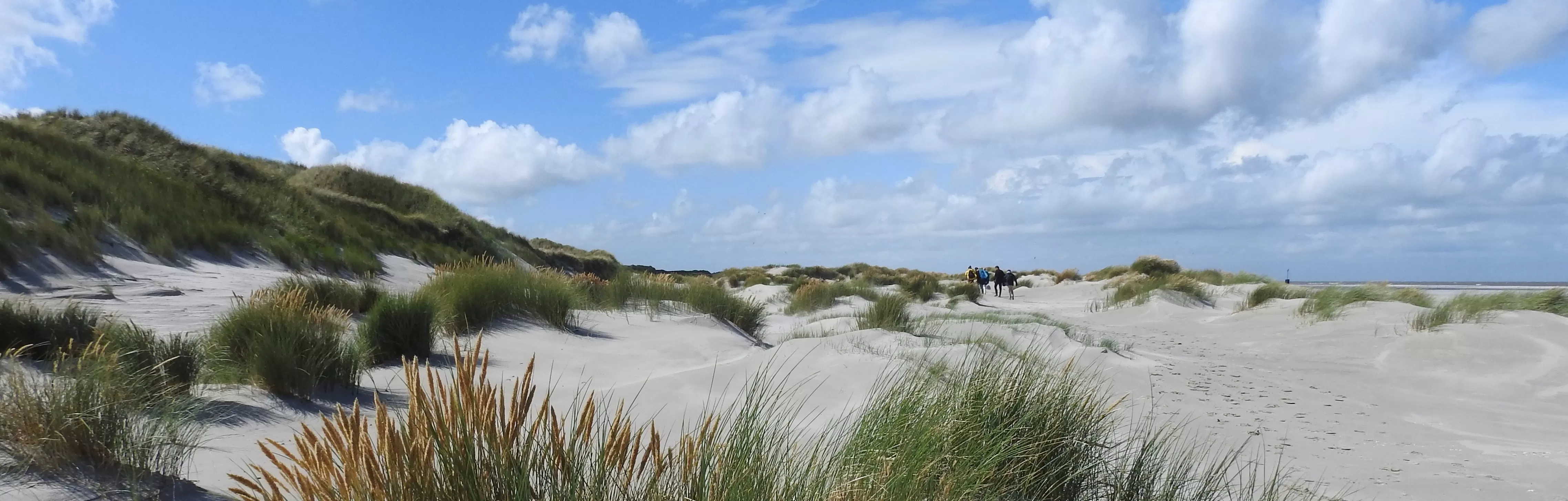 Ameland_Krol