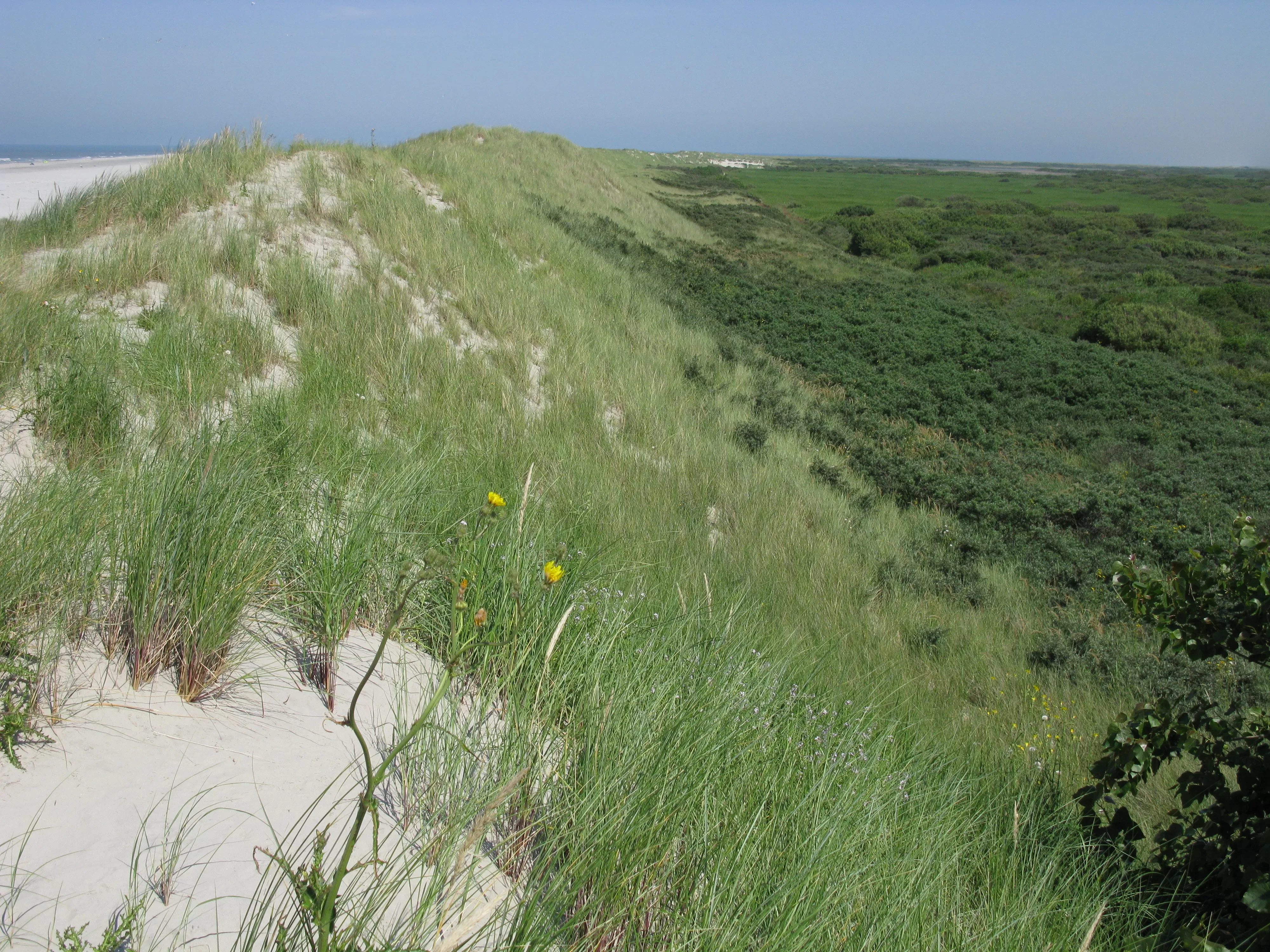 Ameland_foto_krol
