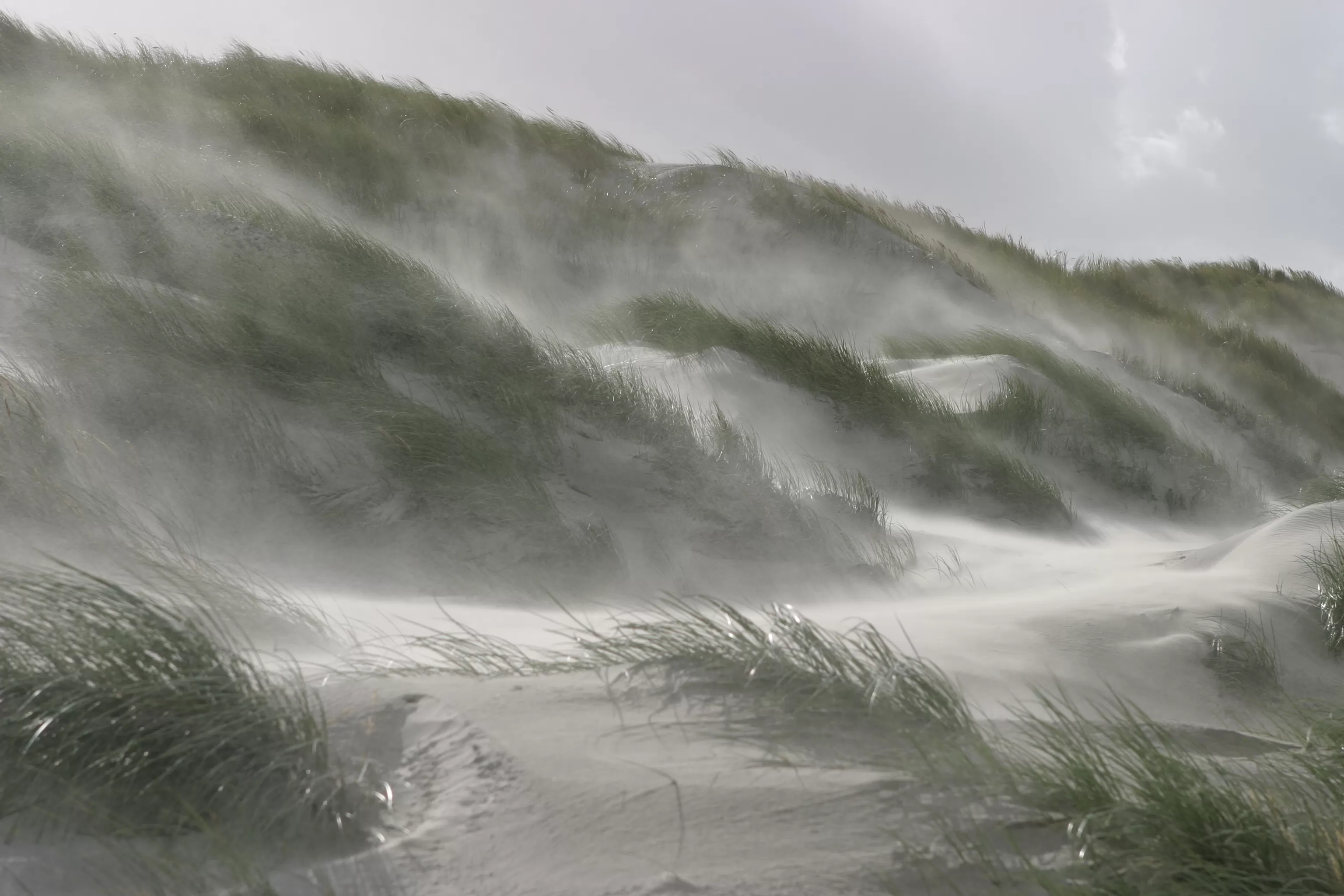 Ameland-oost-krol