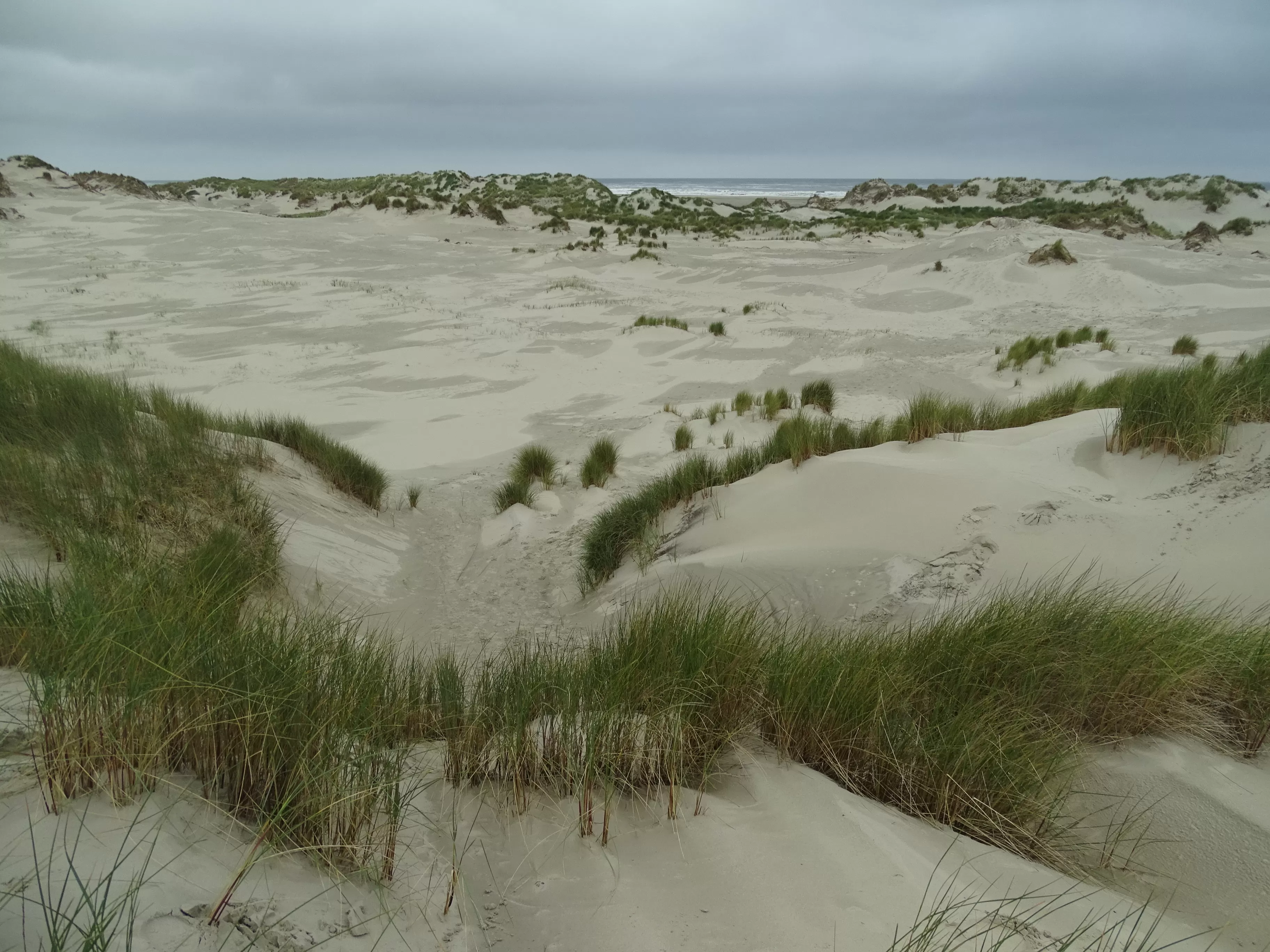 Terschelling_Witting